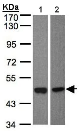 Western blot - Anti-BMP8a/OP-2 antibody (AB154373)