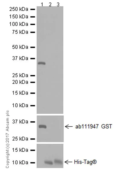 Western blot - Anti-BMP9 antibody [EPR20009] (AB207318)