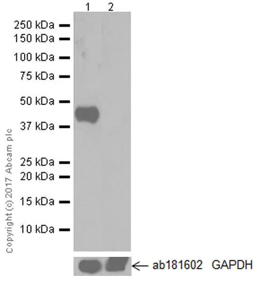 Western blot - Anti-BMP9 antibody [EPR20009] - BSA and Azide free (AB251471)