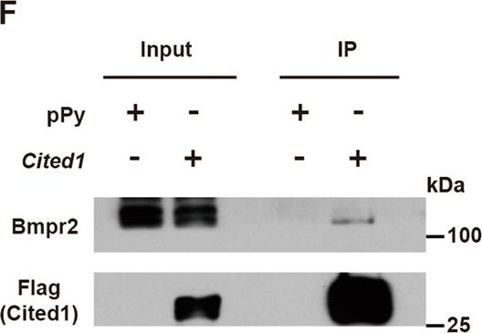 Western blot - Anti-BMPR2 antibody (AB96826), expandable thumbnail