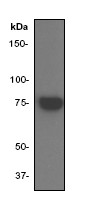 Western blot - Anti-BMX antibody [Y396] - BSA and Azide free (AB239809)
