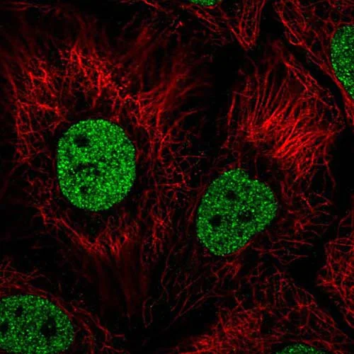 Immunocytochemistry/ Immunofluorescence - Anti-BNC1/BNC antibody (AB221114)