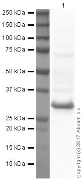 Western blot - Anti-BNIP3 antibody [ANa40] (AB10433), expandable thumbnail