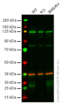 Western blot - Anti-BNIP3 antibody [ANa40] (AB10433)
