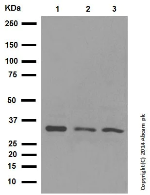 Western blot - Anti-BNIP3 antibody [EPR4034] (AB109362)