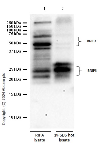 Western blot - Anti-BNIP3 antibody [EPR4034] - BSA and Azide free (AB219609), expandable thumbnail