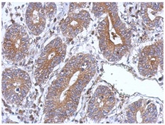 Immunohistochemistry (Formalin/PFA-fixed paraffin-embedded sections) - Anti-BNIP3L/NIX antibody (AB155010), expandable thumbnail