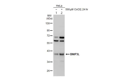 Western blot - Anti-BNIP3L/NIX antibody (AB155010)
