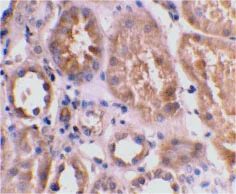 Immunohistochemistry (Formalin/PFA-fixed paraffin-embedded sections) - Anti-BNIP3L/NIX antibody (AB8399)