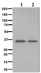 Western blot - Anti-BNIP3L/NIX antibody [EPR4033] (AB109414)
