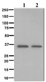 Western blot - Anti-BNIP3L/NIX antibody [EPR4033] (AB109414)