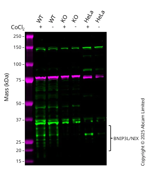 Western blot - Anti-BNIP3L/NIX antibody [EPR4033] - BSA and Azide free (AB239976)