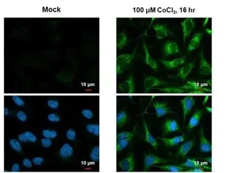 Immunocytochemistry/ Immunofluorescence - Anti-BNIP3L/NIX antibody [HL1203] - BSA and Azide free (AB313835)