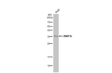 Western blot - Anti-BNIP3L/NIX antibody [HL1203] - BSA and Azide free (AB313835)
