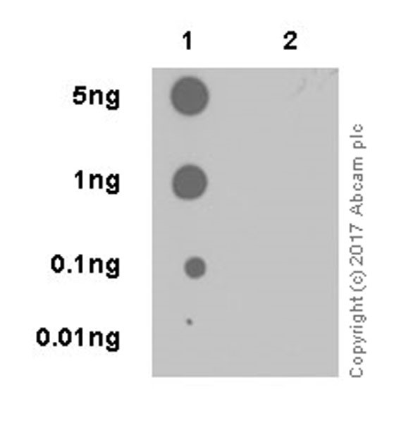 Anti-BNIP3L/NIX (phospho S81) antibody [EPR19826]