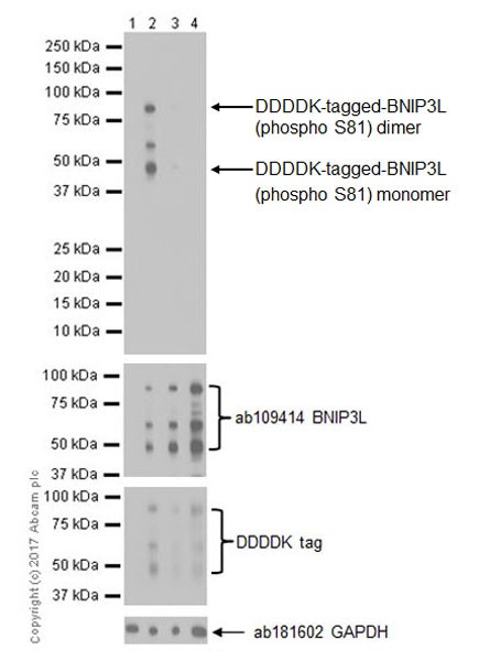 Western blot - Anti-BNIP3L/NIX (phospho S81) antibody [EPR19826] - BSA and Azide free (AB251494)
