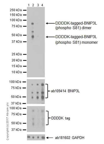 Western blot - Anti-BNIP3L/NIX (phospho S81) antibody [EPR19826] - BSA and Azide free (AB251494)
