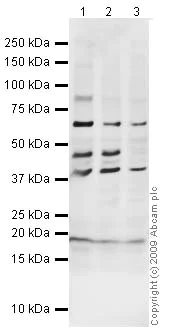 Western blot - Anti-BNP antibody (AB19645)