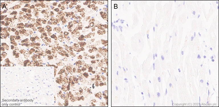 Immunohistochemistry (Formalin/PFA-fixed paraffin-embedded sections) - Anti-BNP antibody [EPR20260-222] - BSA and Azide free (AB309128)