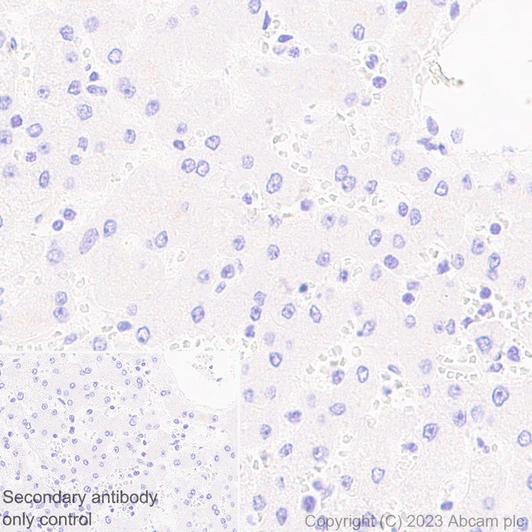 Immunohistochemistry (Formalin/PFA-fixed paraffin-embedded sections) - Anti-BNP antibody [EPR20260-222] - BSA and Azide free (AB309128)