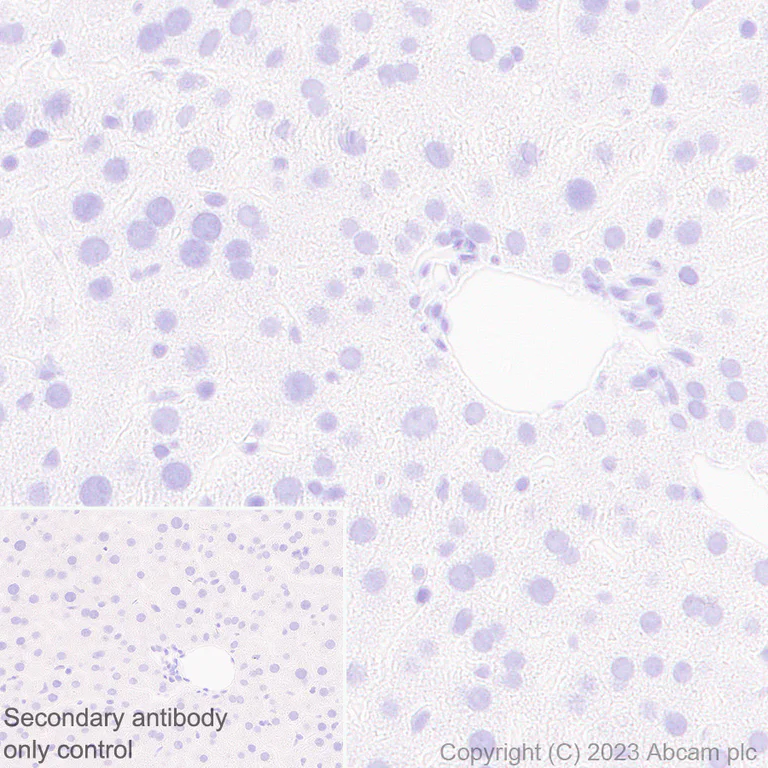 Immunohistochemistry (Formalin/PFA-fixed paraffin-embedded sections) - Anti-BNP antibody [EPR20260-222] - BSA and Azide free (AB309128)