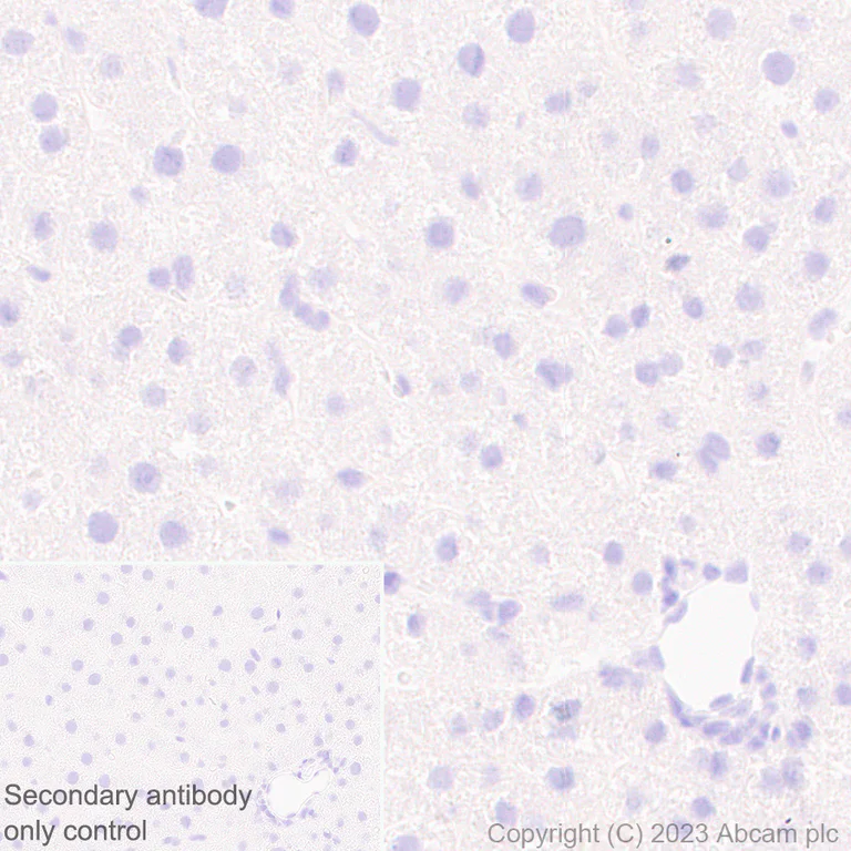 Immunohistochemistry (Formalin/PFA-fixed paraffin-embedded sections) - Anti-BNP antibody [EPR20260-222] - BSA and Azide free (AB309128)