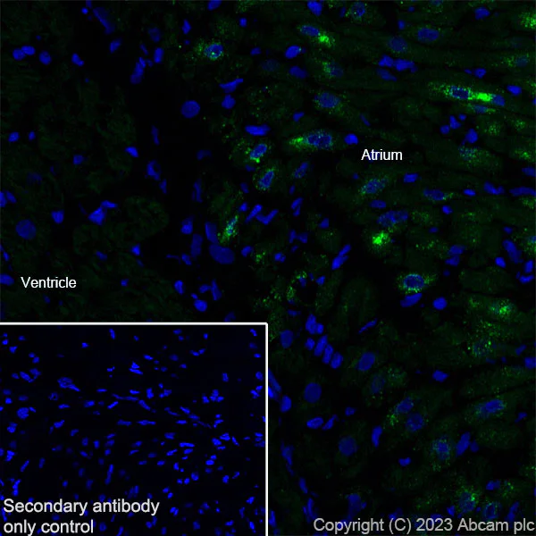 Immunohistochemistry (Frozen sections) - Anti-BNP antibody [EPR20260-222] - BSA and Azide free (AB309128)