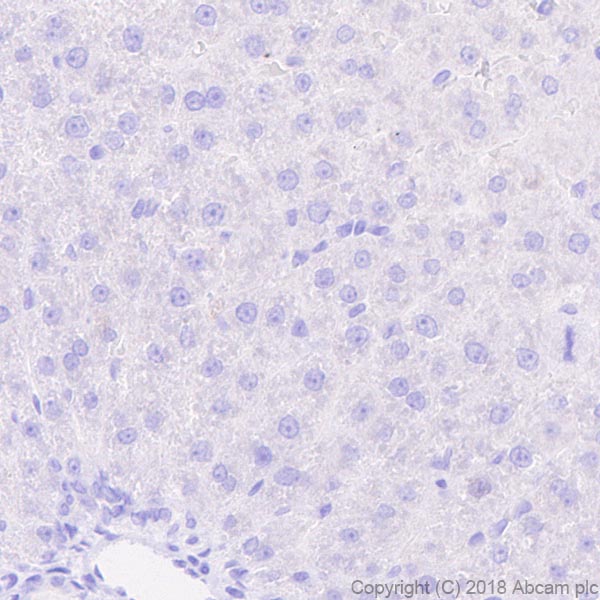 Immunohistochemistry (Formalin/PFA-fixed paraffin-embedded sections) - Anti-BNP antibody [EPR22339-65] (AB243440)