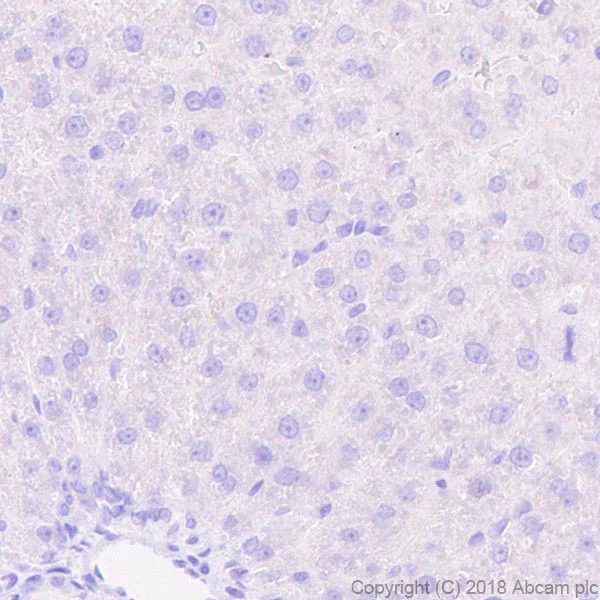 Immunohistochemistry (Formalin/PFA-fixed paraffin-embedded sections) - Anti-BNP antibody [EPR22339-65] (AB243440)