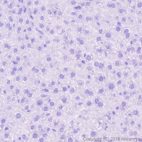 Immunohistochemistry (Formalin/PFA-fixed paraffin-embedded sections) - Anti-BNP antibody [EPR22339-65] (AB243440)