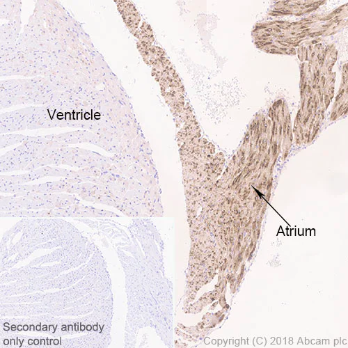 Immunohistochemistry (Formalin/PFA-fixed paraffin-embedded sections) - Anti-BNP antibody [EPR22339-65] - BSA and Azide free (AB243857)