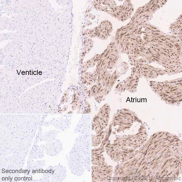 Immunohistochemistry (Formalin/PFA-fixed paraffin-embedded sections) - Anti-BNP antibody [EPR22339-65] - BSA and Azide free (AB243857)