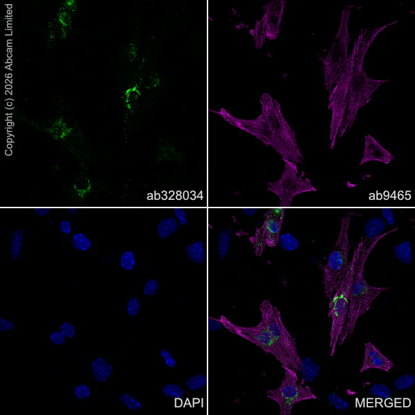 Immunocytochemistry/ Immunofluorescence - Anti-BNP antibody [EPR31228-653] (AB328034)