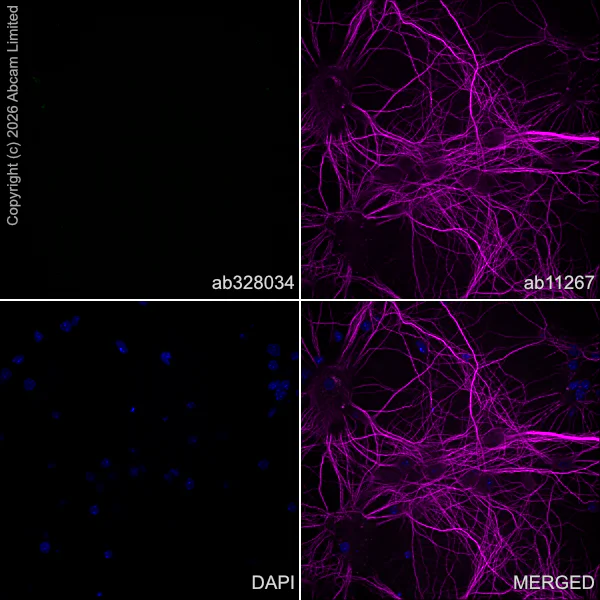 Immunocytochemistry/ Immunofluorescence - Anti-BNP antibody [EPR31228-653] (AB328034)
