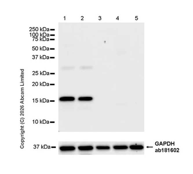 Western blot - Anti-BNP antibody [EPR31228-653] (AB328034)