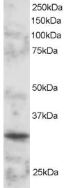 Western blot - Anti-BOB1 antibody (AB3426)