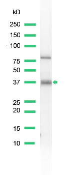 Western blot - Anti-BOB1 antibody (AB52103)