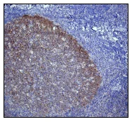 Immunohistochemistry (Formalin/PFA-fixed paraffin-embedded sections) - Anti-BOB1 antibody [EP3300] (AB76010)