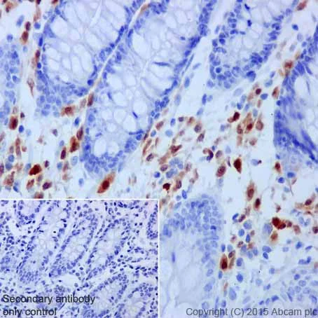 Immunohistochemistry (Formalin/PFA-fixed paraffin-embedded sections) - Anti-BOB1 antibody [EPR17685] (AB203110)