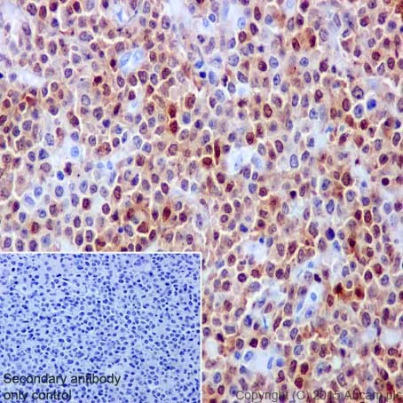Immunohistochemistry (Formalin/PFA-fixed paraffin-embedded sections) - Anti-BOB1 antibody [EPR17685] (AB203110)