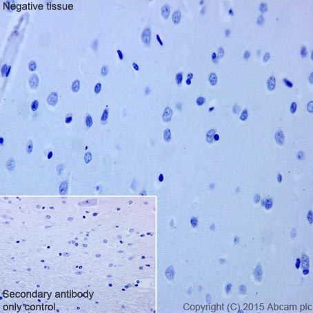 Immunohistochemistry (Formalin/PFA-fixed paraffin-embedded sections) - Anti-BOB1 antibody [EPR17685] - BSA and Azide free (ab251392), expandable thumbnail