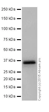 Western blot - Anti-BOB1 antibody [EPR17685] - BSA and Azide free (AB251392)
