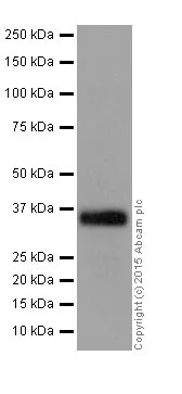 Western blot - Anti-BOB1 antibody [EPR17685] - BSA and Azide free (AB251392)