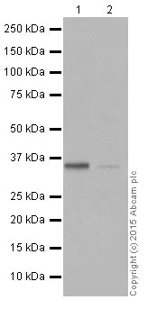 Western blot - Anti-BOB1 antibody [EPR17685] - BSA and Azide free (AB251392)