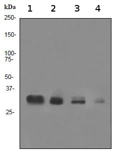 Western blot - Anti-BOB1 antibody [EPR3299] - BSA and Azide free (AB247538)