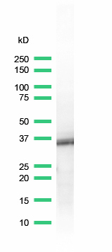 Western blot - Anti-BOB1 antibody [SP92] (AB99891), expandable thumbnail