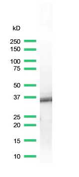 Western blot - Anti-BOB1 antibody [SP92] (AB99891)