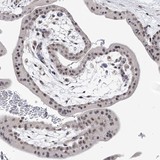 Immunohistochemistry (Formalin/PFA-fixed paraffin-embedded sections) - Anti-BOD1L antibody (AB122380)