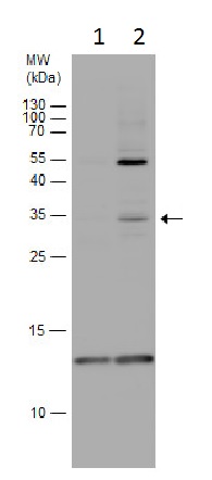 Western blot - Anti-BOD1L antibody (AB227921), expandable thumbnail