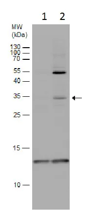 Western blot - Anti-BOD1L antibody (AB227921)